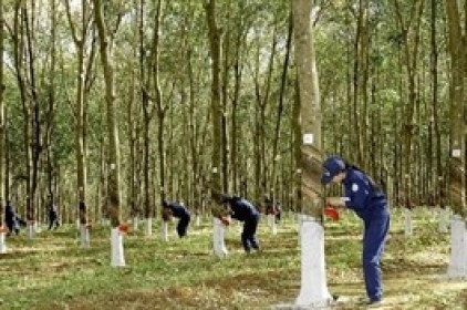 DRI báo lãi ròng quý 2 giảm sâu gần 90% do lỗ chênh lệch tỷ giá